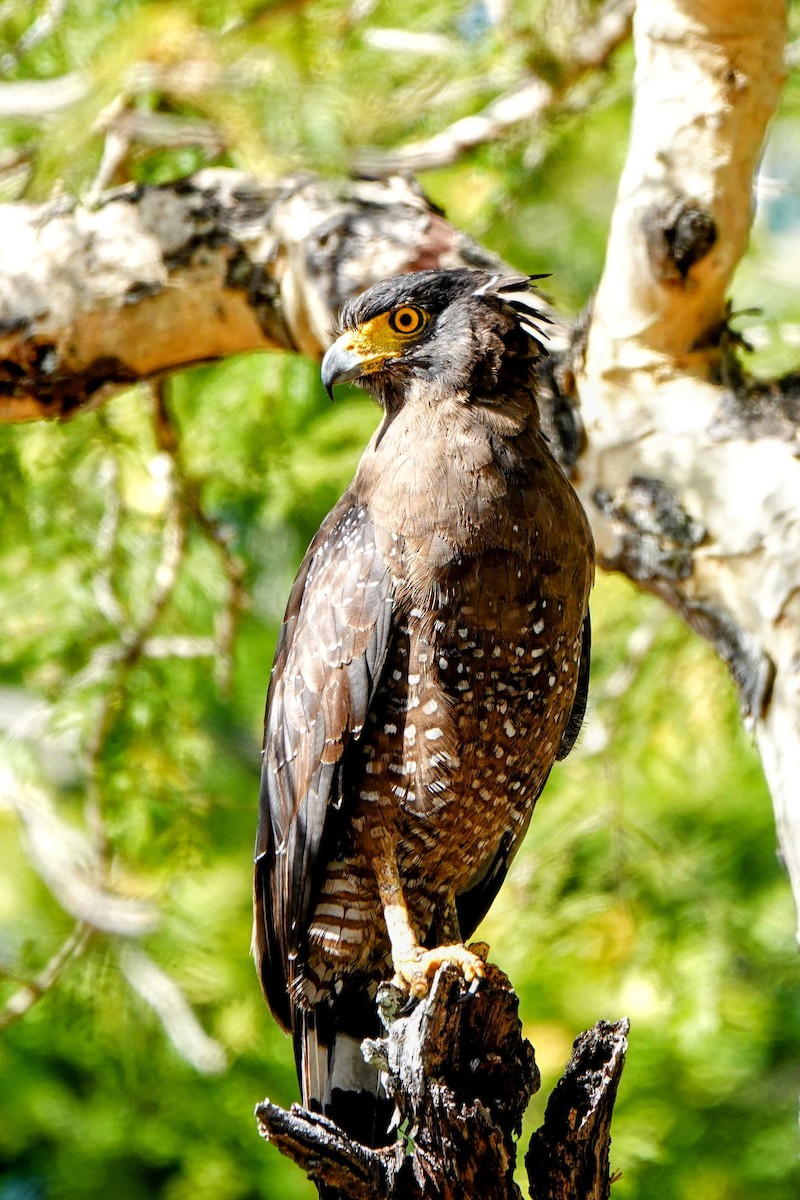 Crested Serpent-Eagle - ML621398766