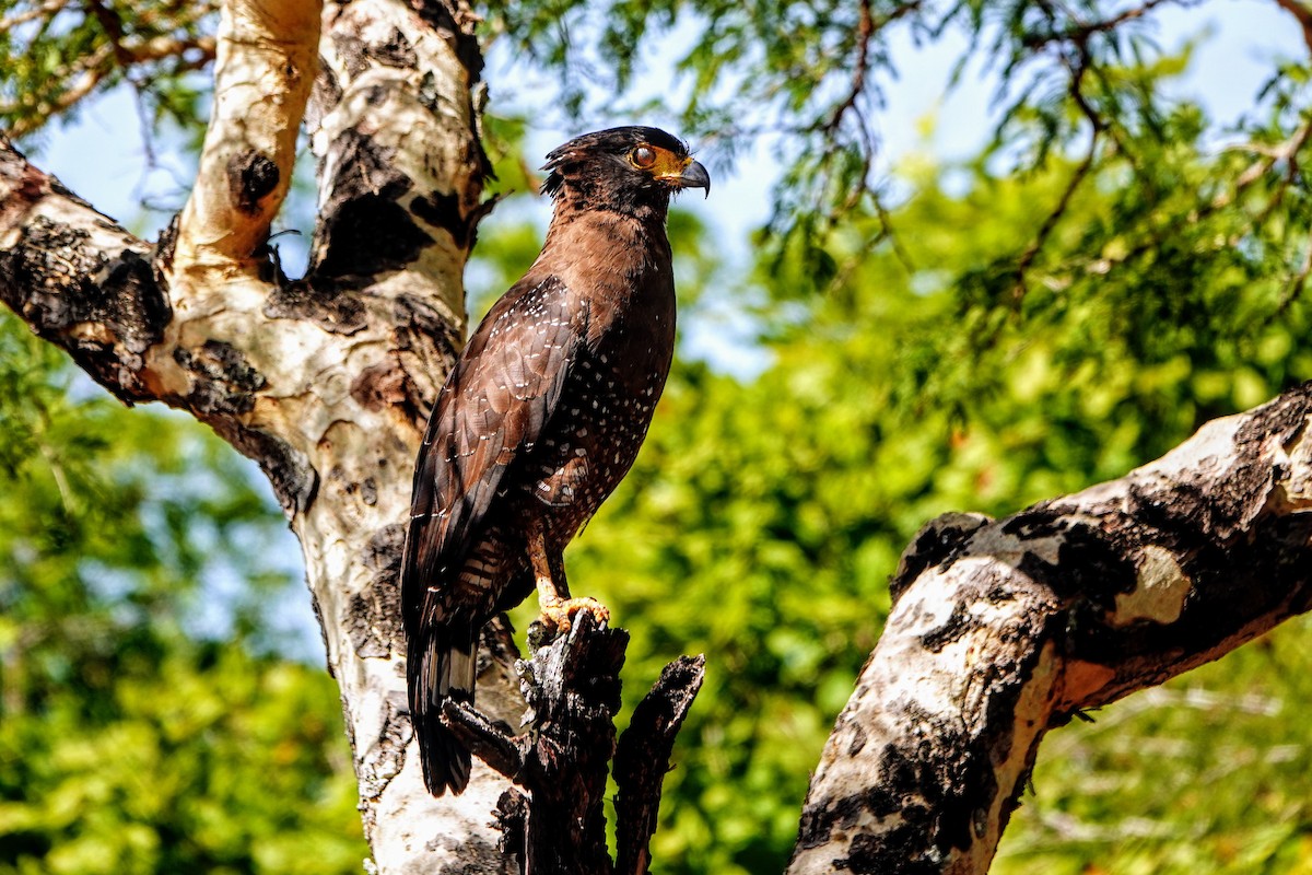 Crested Serpent-Eagle - ML621398767