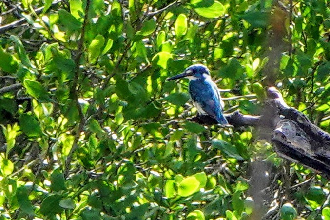 Small Blue Kingfisher - ML621398787