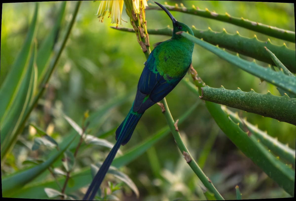 Malachite Sunbird - ML621398801