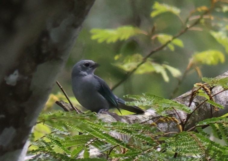 Blue-gray Tanager - ML621398816