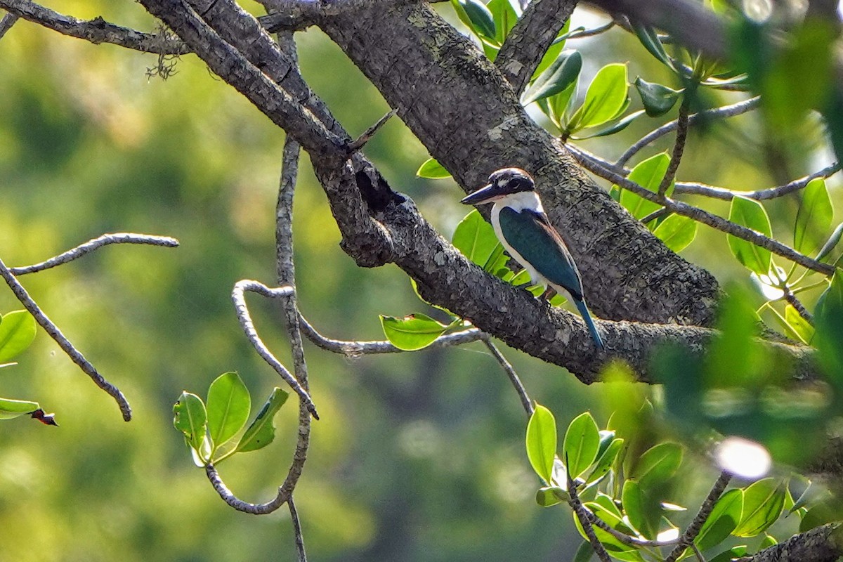 Alción Acollarado - ML621398860