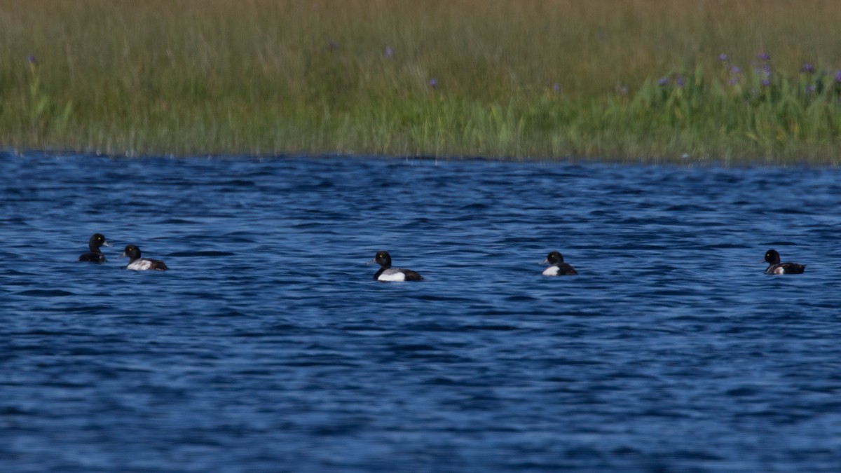Greater Scaup - ML621398877