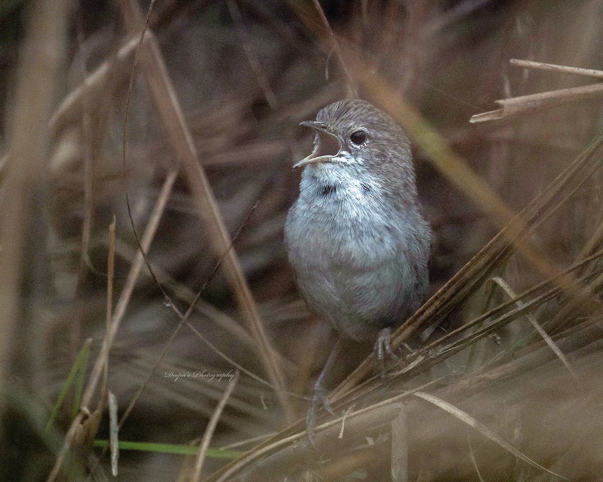 Swamp Grass Babbler - ML621398901