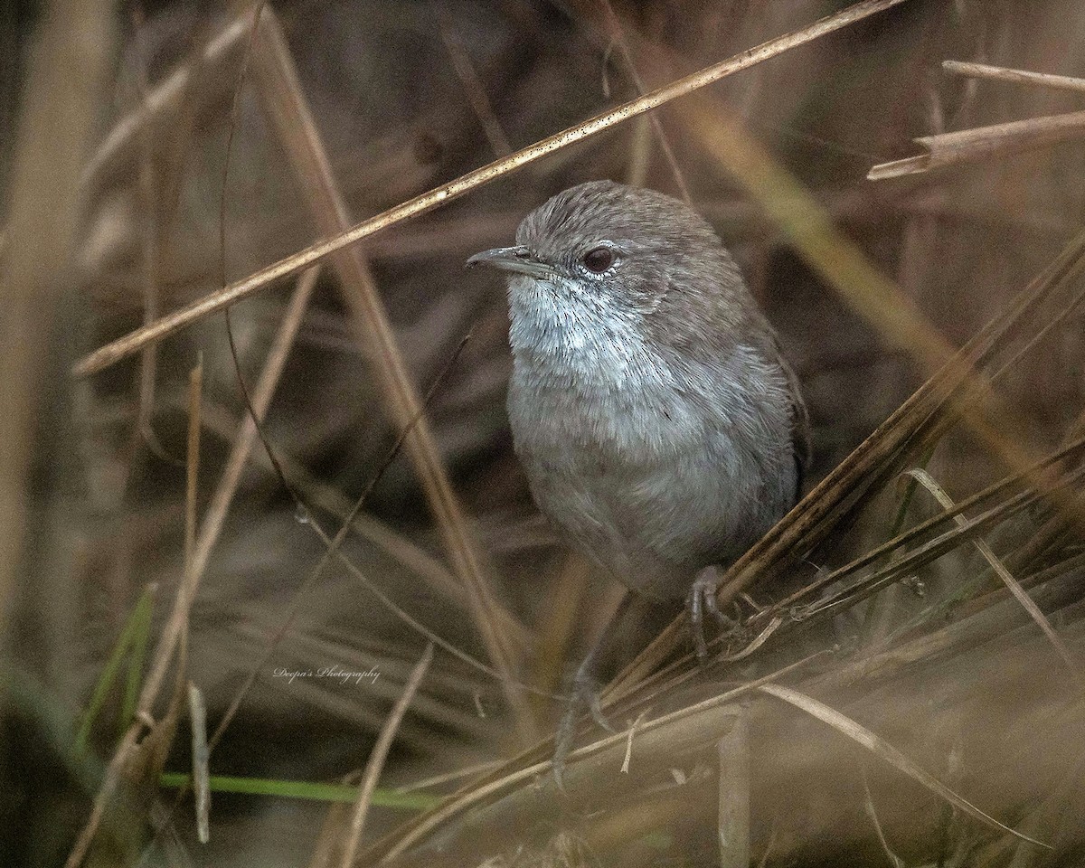 Swamp Grass Babbler - ML621398902
