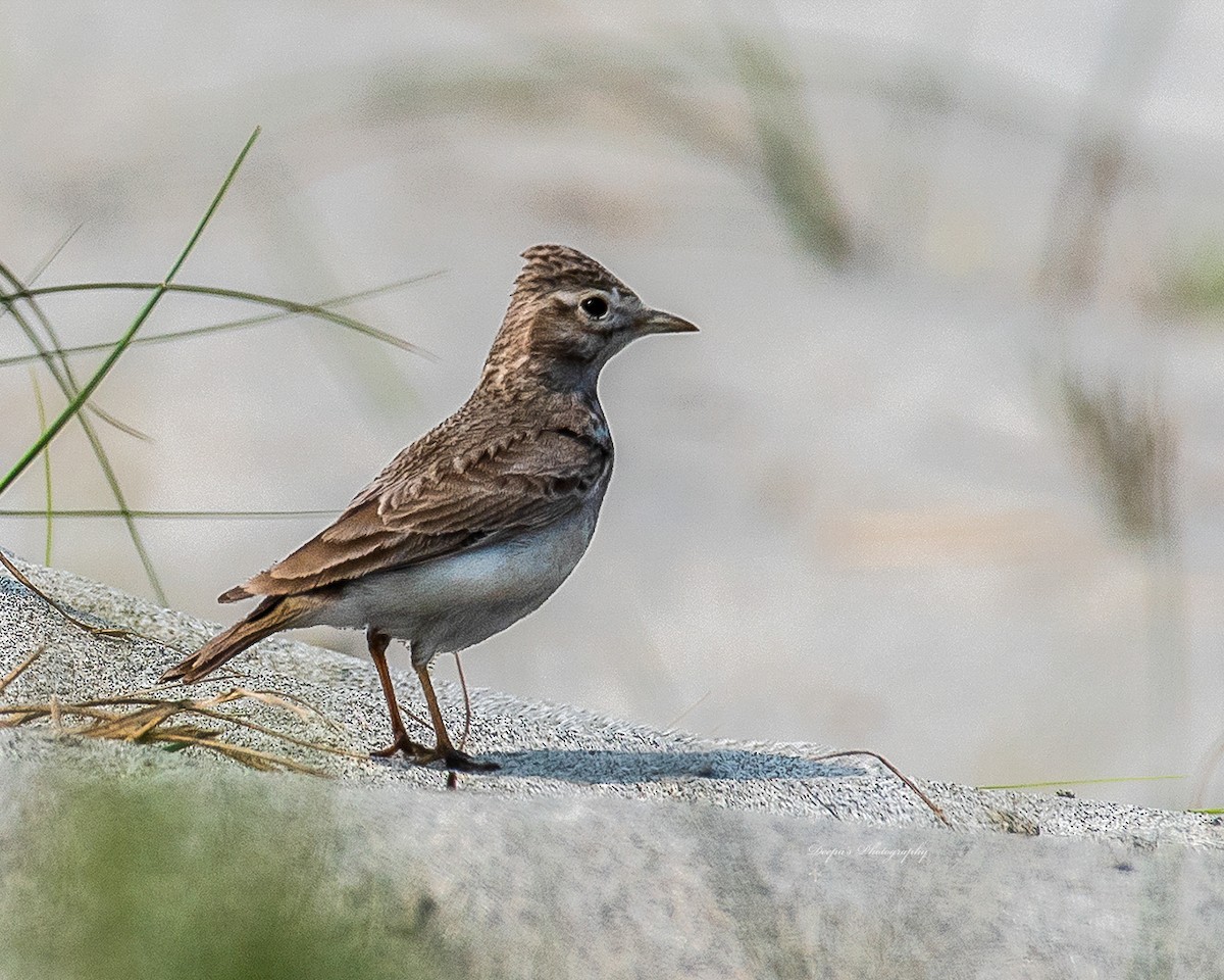 Sand Lark - Deepamoni Rajkhowa