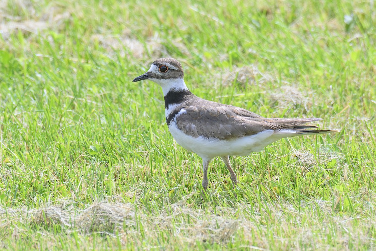 Killdeer - ML621398927