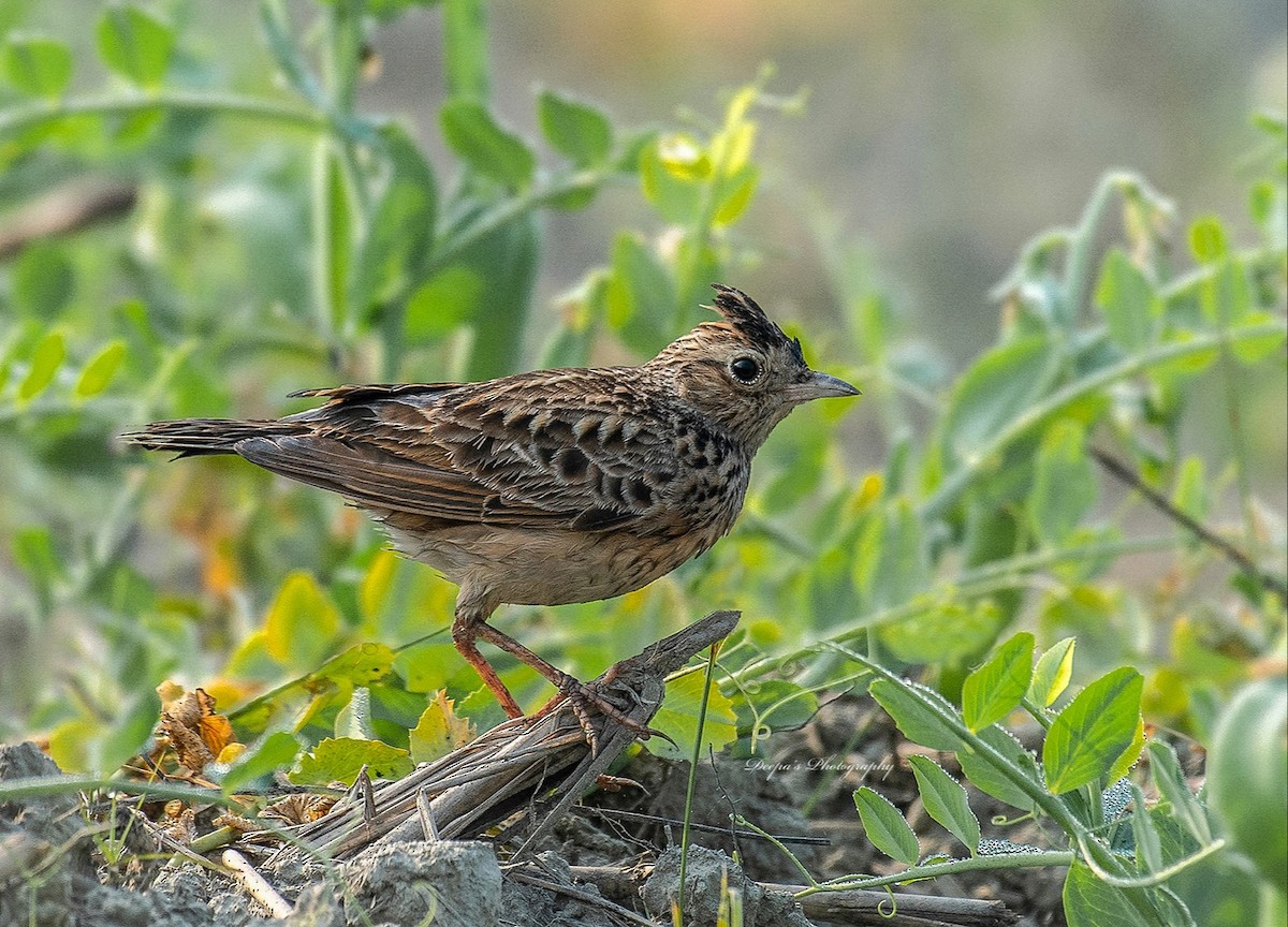 Oriental Skylark - ML621398935