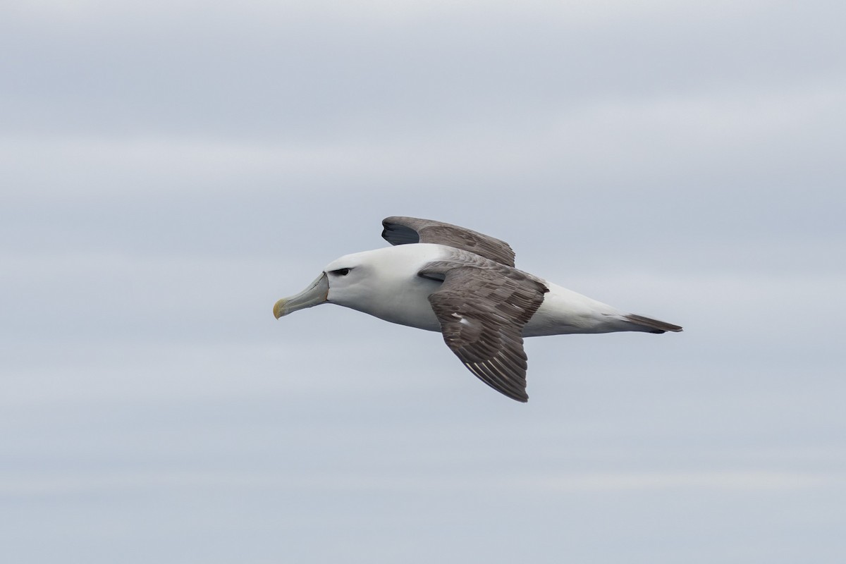 White-capped Albatross - ML621398949