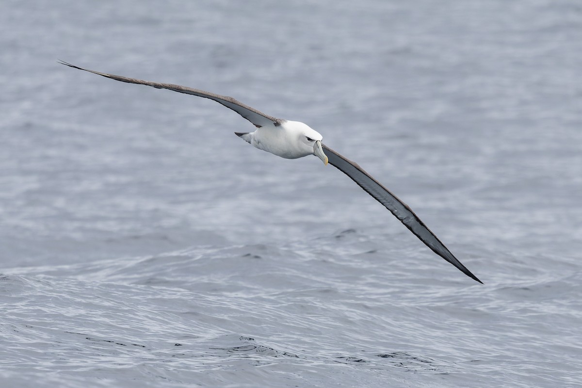 White-capped Albatross - ML621398950