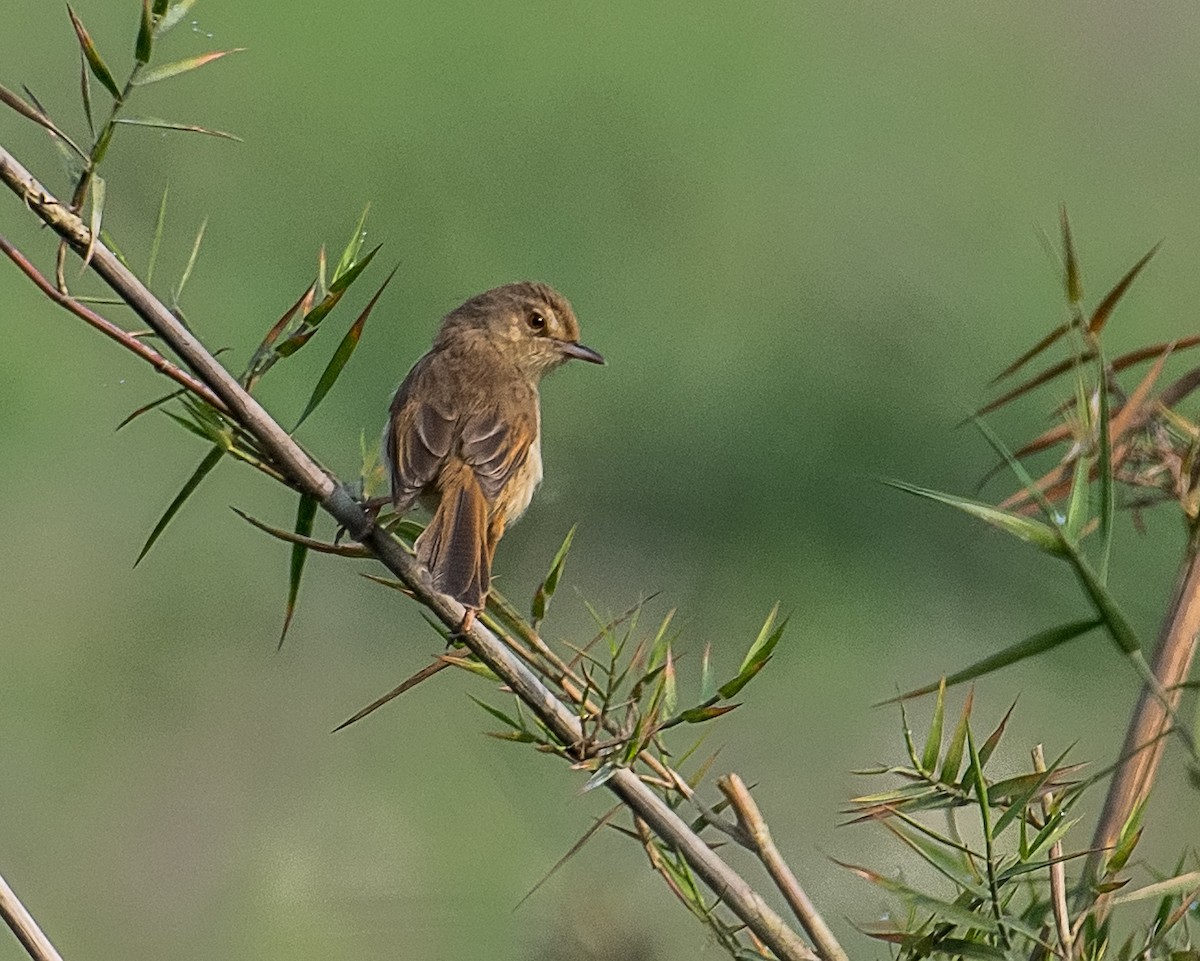 Plain Prinia - ML621398954