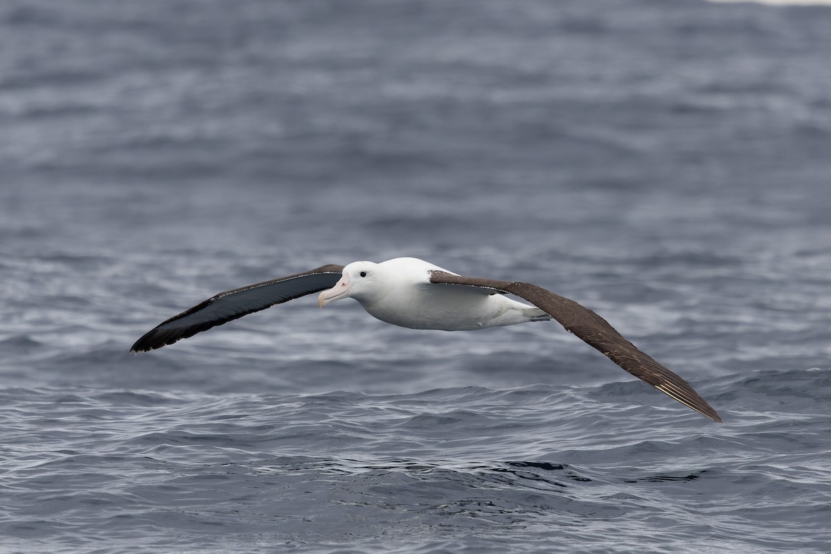 Northern Royal Albatross - ML621398955