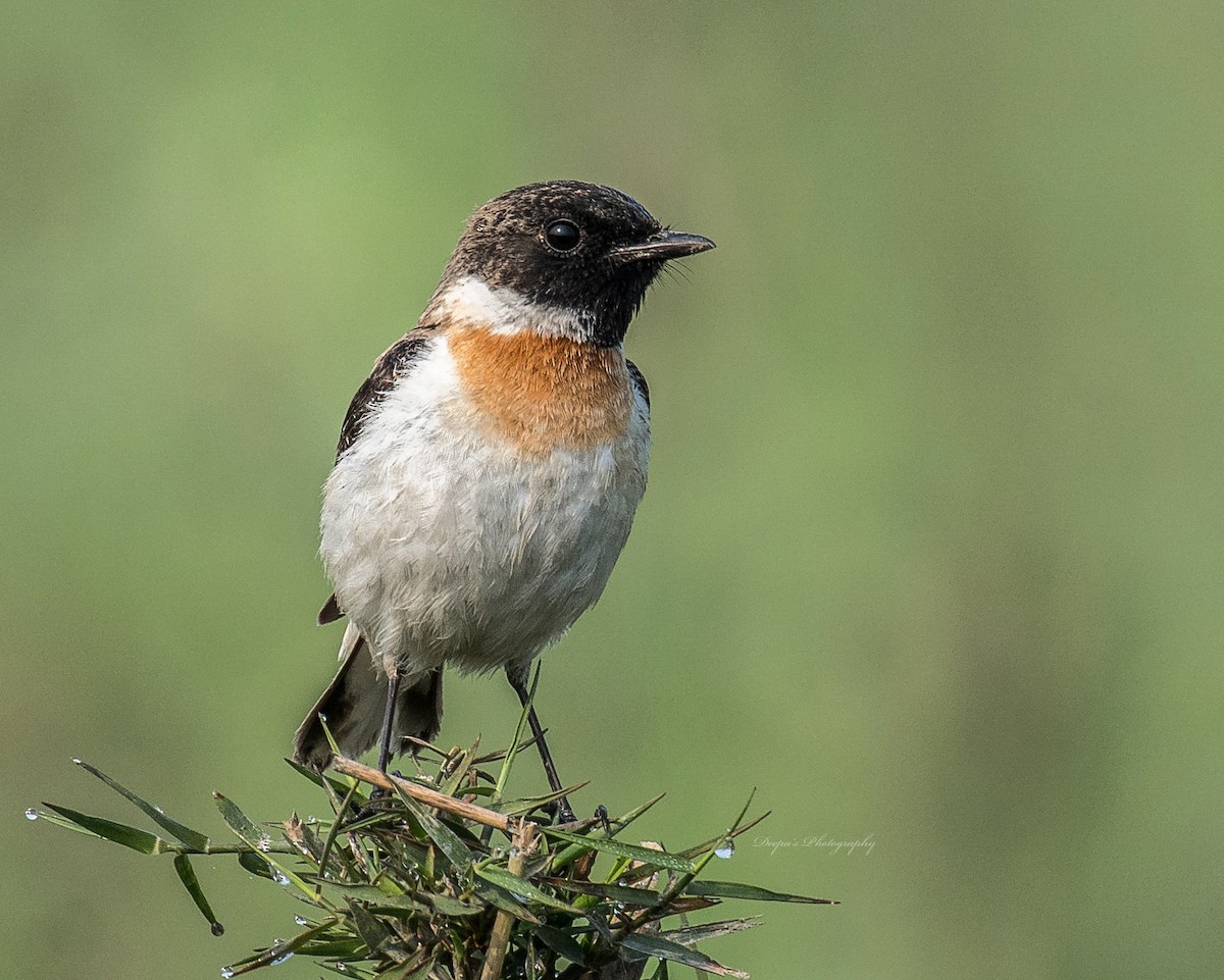 White-tailed Stonechat - ML621398965