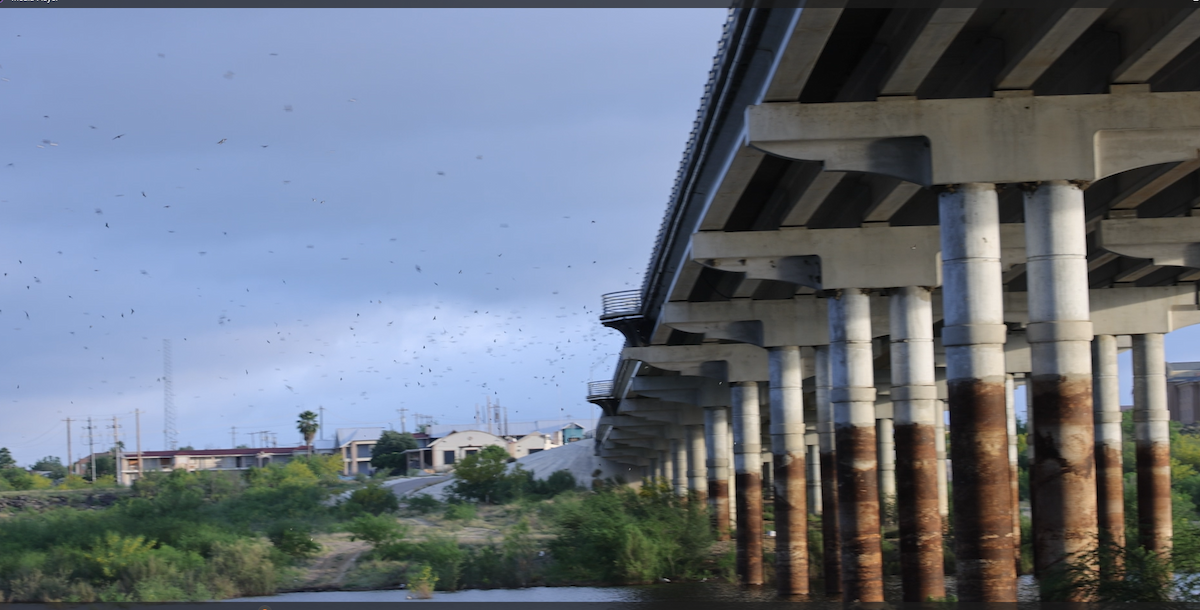 Cliff Swallow - ML621398966