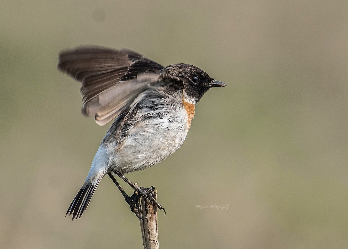 White-tailed Stonechat - ML621398972