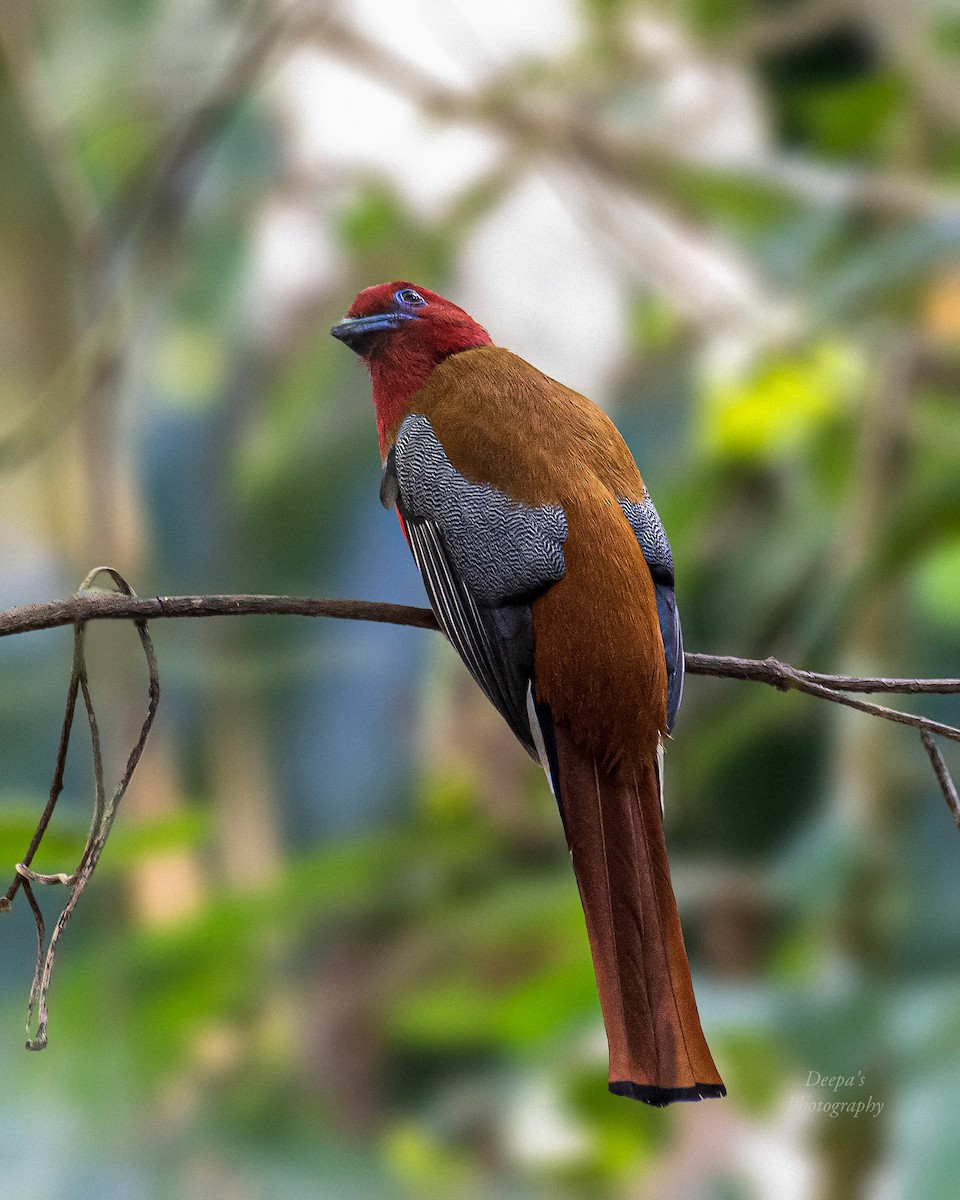 Red-headed Trogon - ML621398986