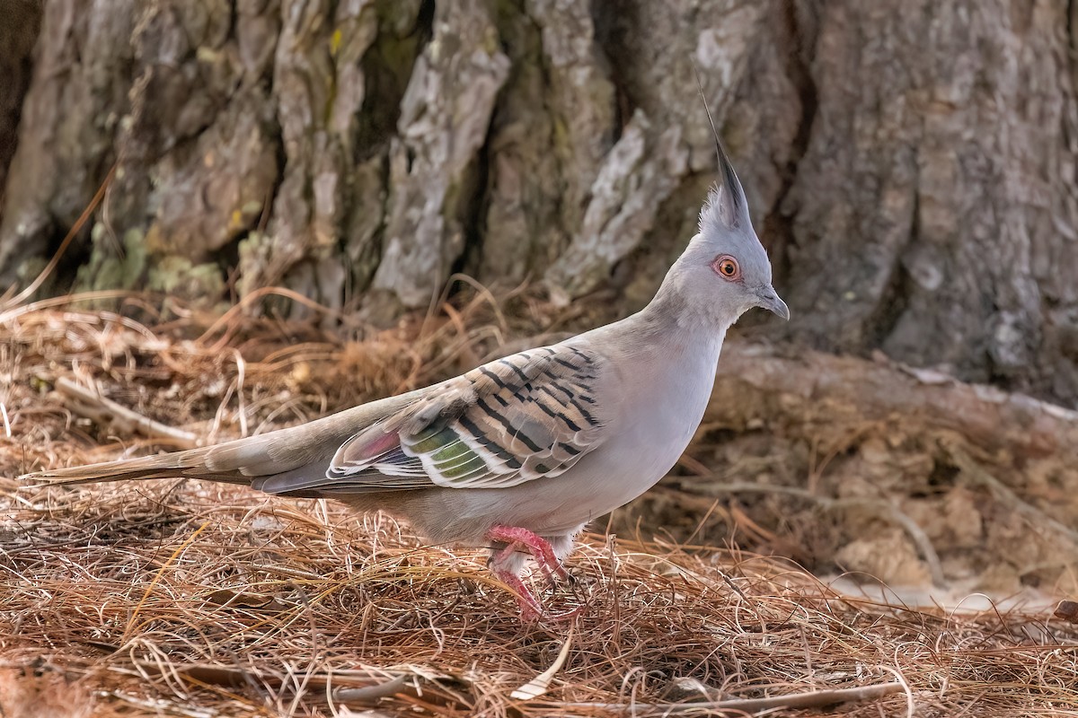 Crested Pigeon - ML621398998