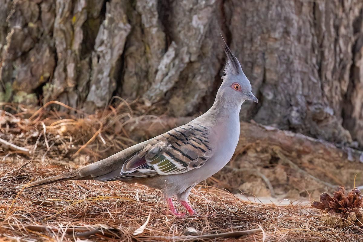 Crested Pigeon - ML621398999