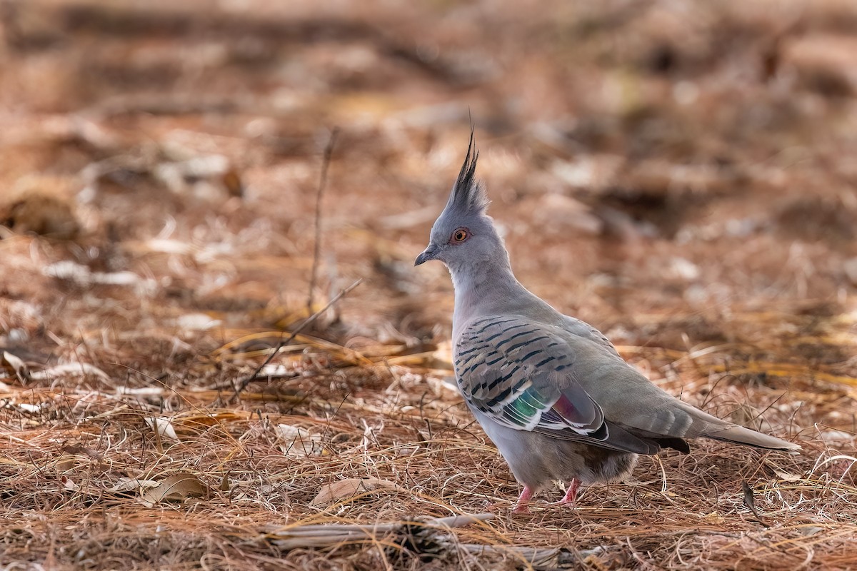 Crested Pigeon - ML621399000