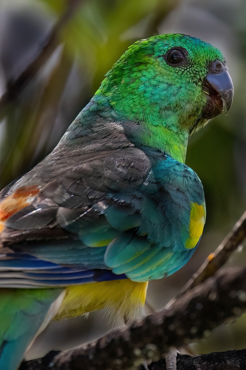 Red-rumped Parrot - ML621399010