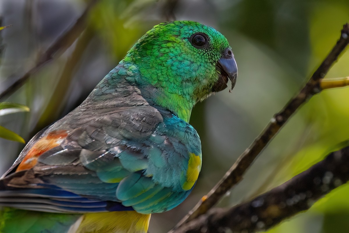 Red-rumped Parrot - ML621399011