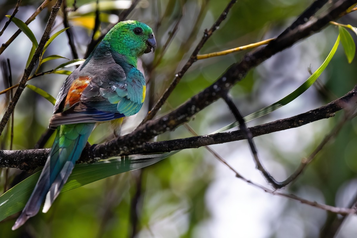 Red-rumped Parrot - ML621399012