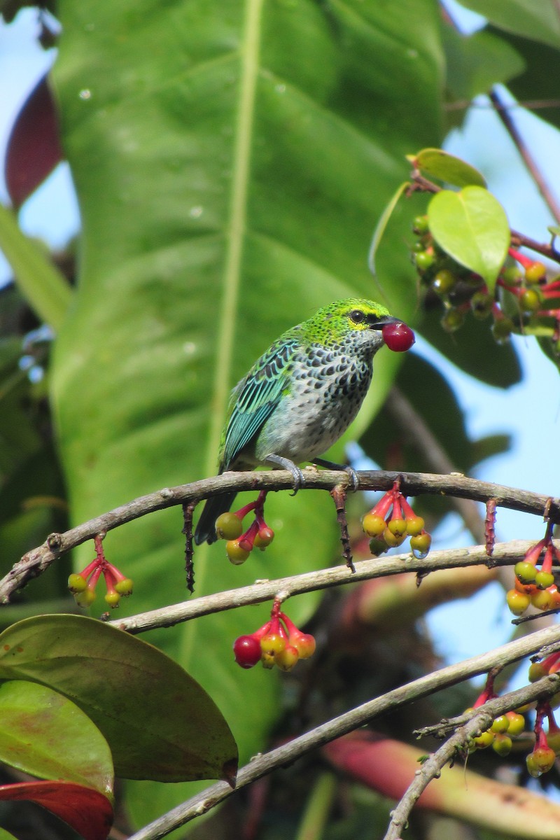 Speckled Tanager - ML621399018