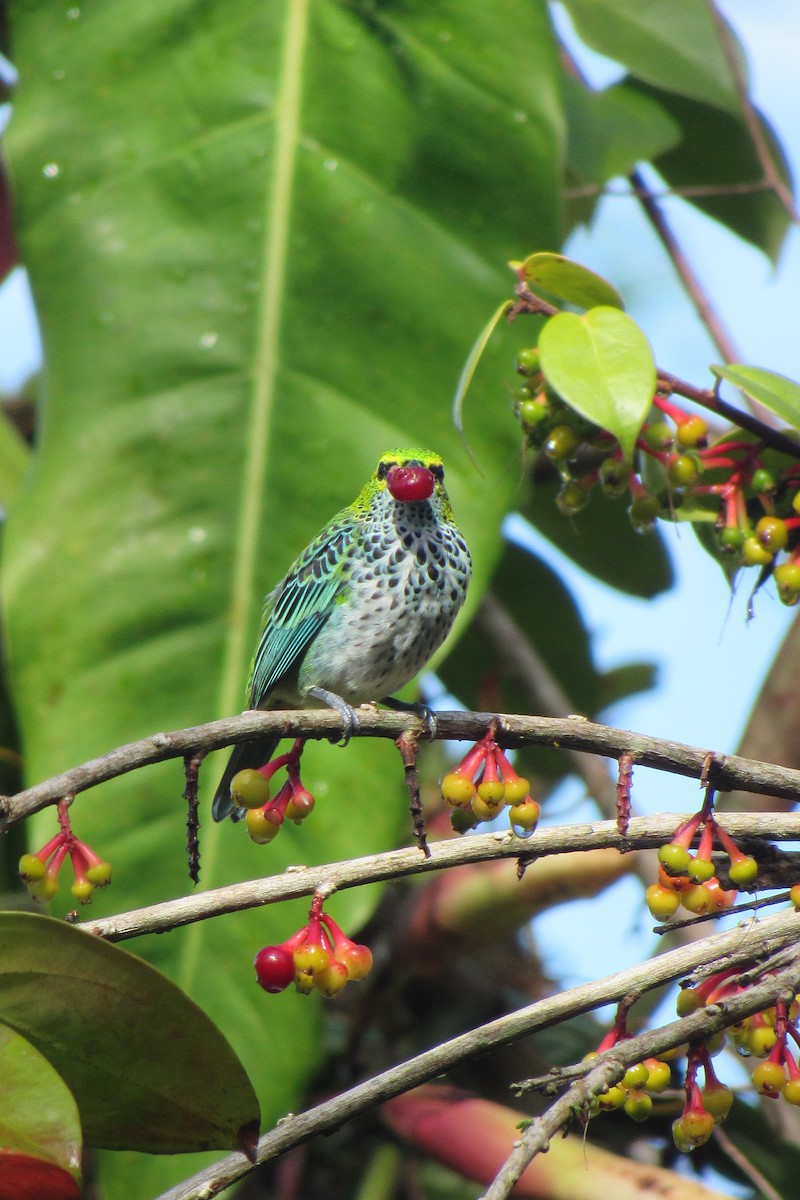 Speckled Tanager - ML621399021
