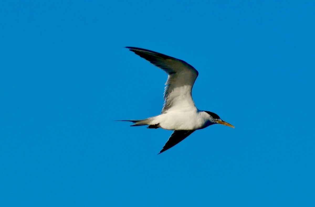 Great Crested Tern - ML621399038