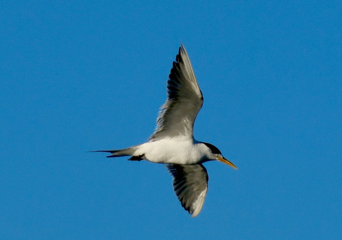 Great Crested Tern - ML621399039