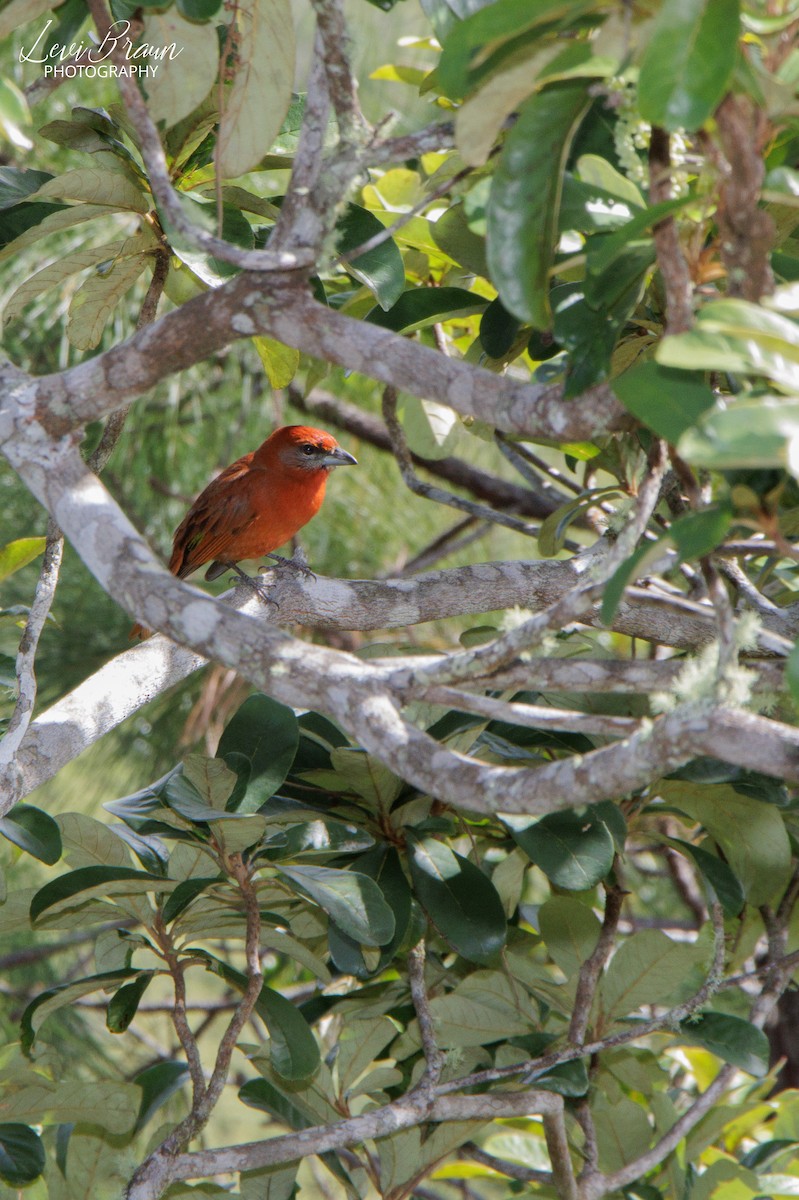 Hepatic Tanager - ML621399075