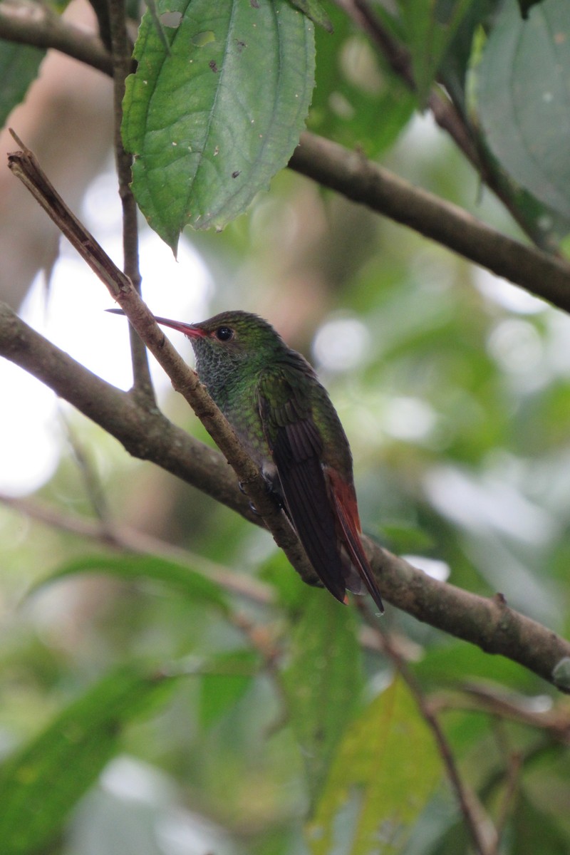 Rufous-tailed Hummingbird - ML621399078