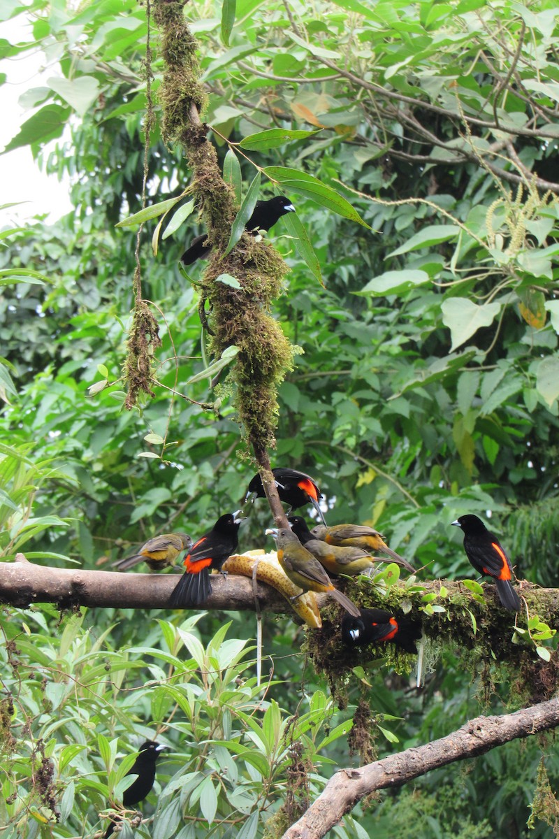 Scarlet-rumped Tanager - ML621399081