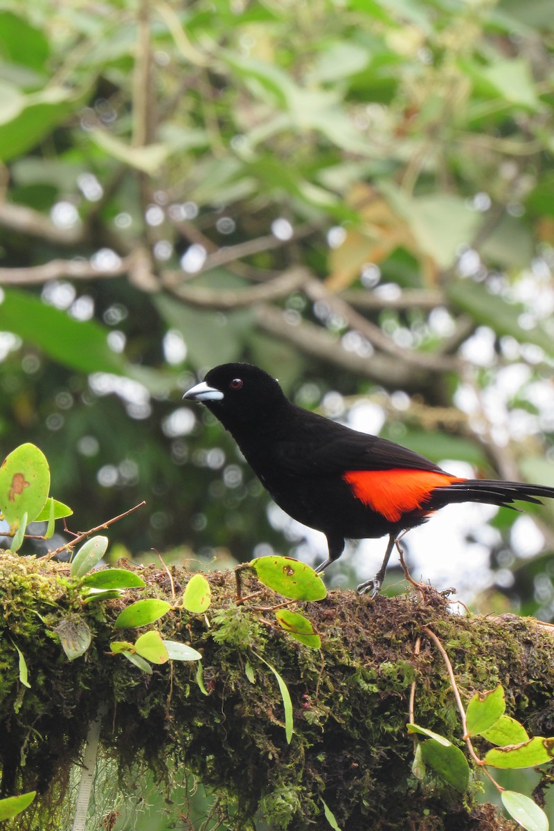 Scarlet-rumped Tanager - ML621399083