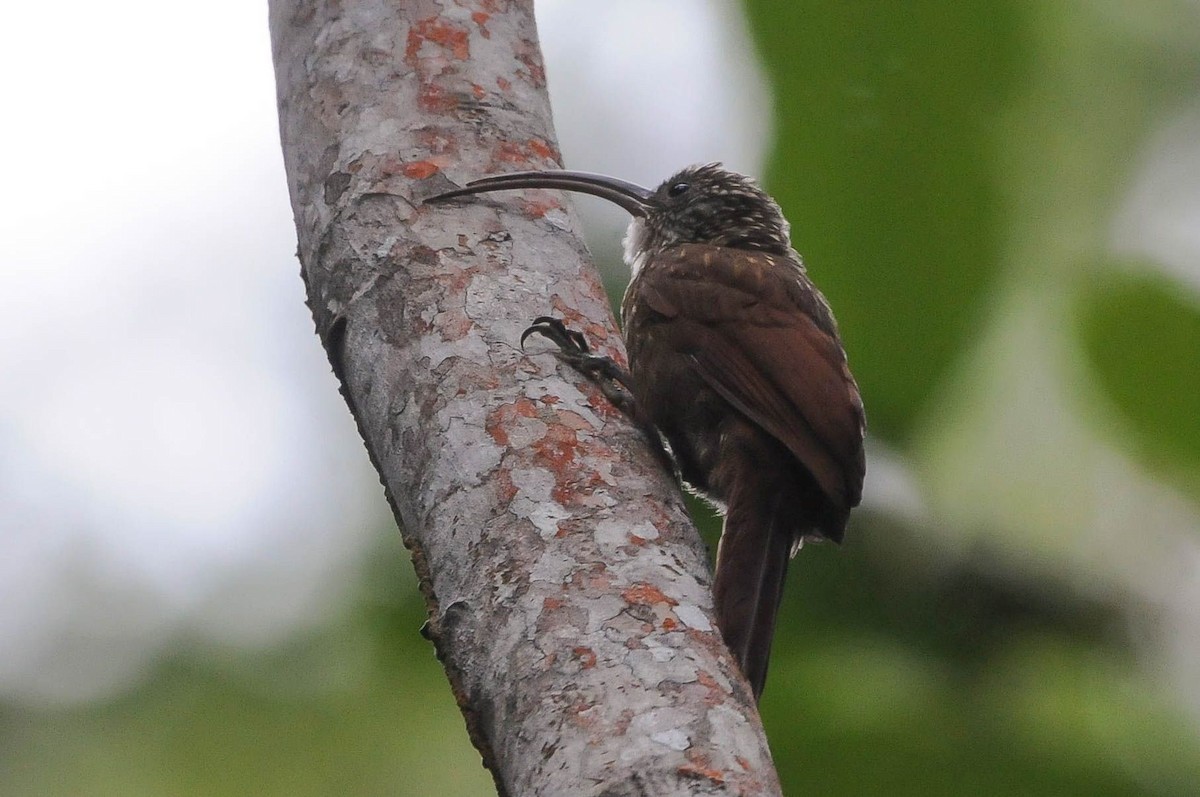 Xingu Scythebill - ML621399087