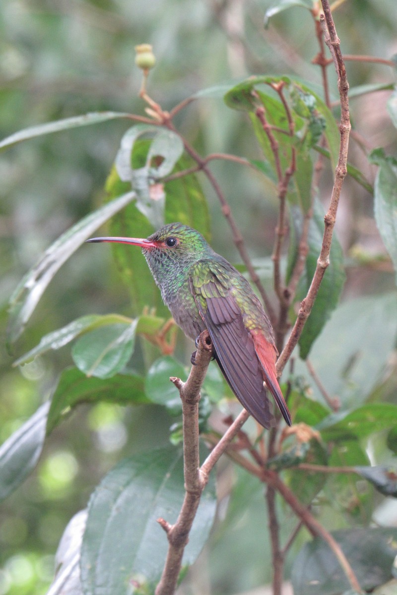 Rufous-tailed Hummingbird - ML621399110