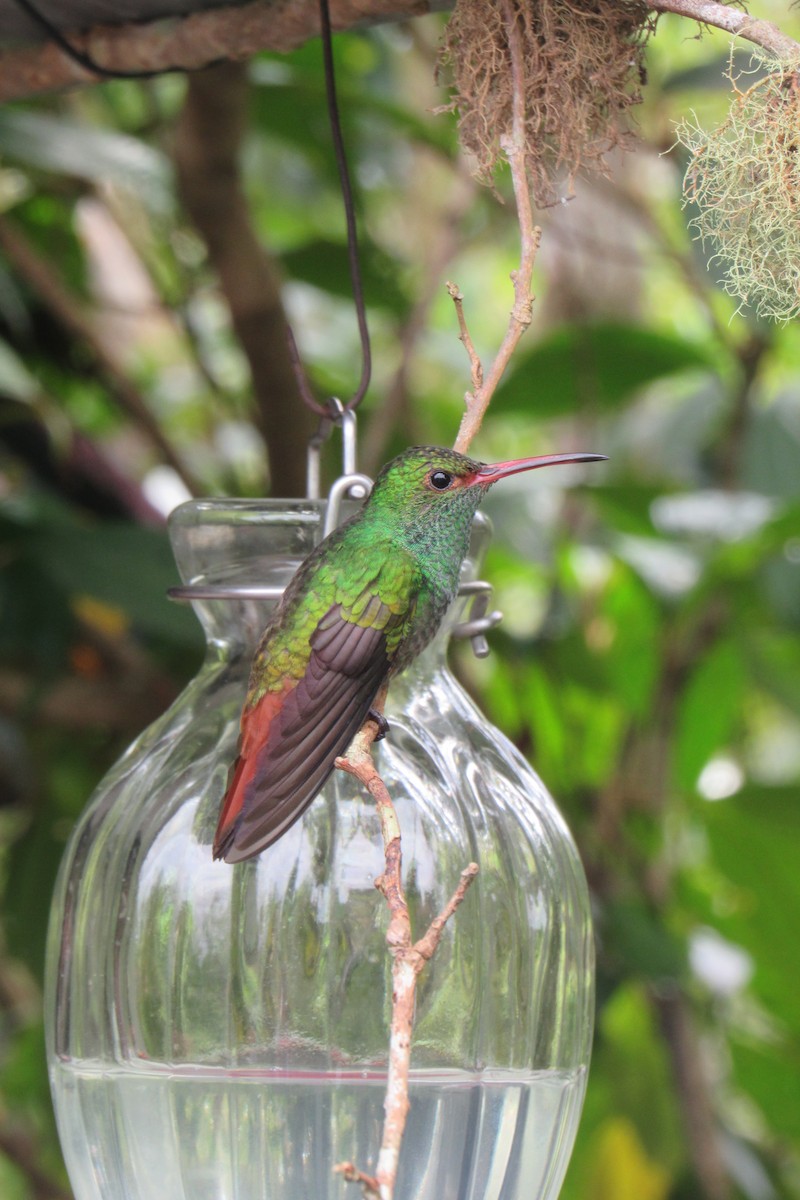 Rufous-tailed Hummingbird - ML621399114