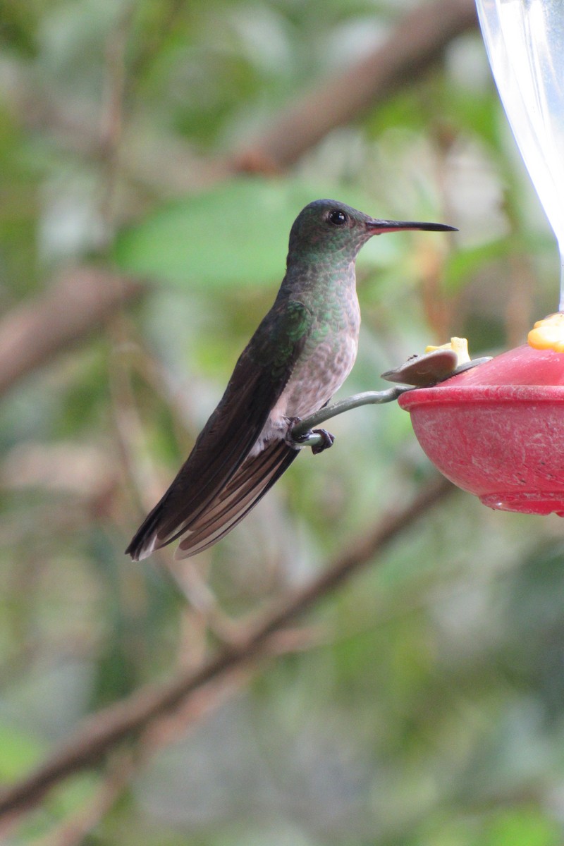 Scaly-breasted Hummingbird - ML621399177