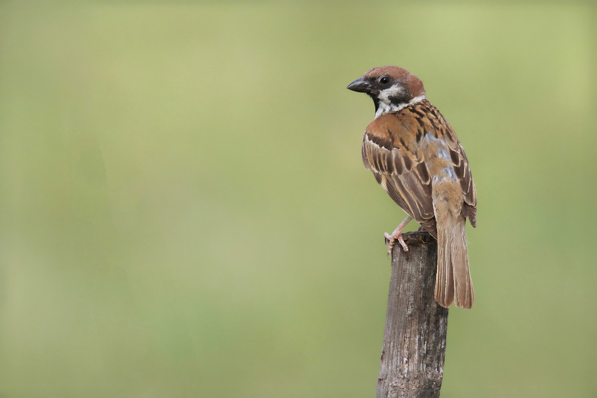 Eurasian Tree Sparrow - ML621399181