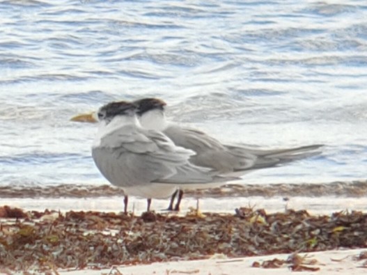 Great Crested Tern - ML621399194