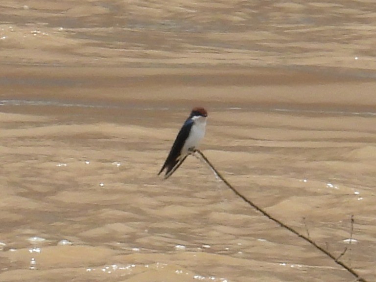 Wire-tailed Swallow - ML621399210