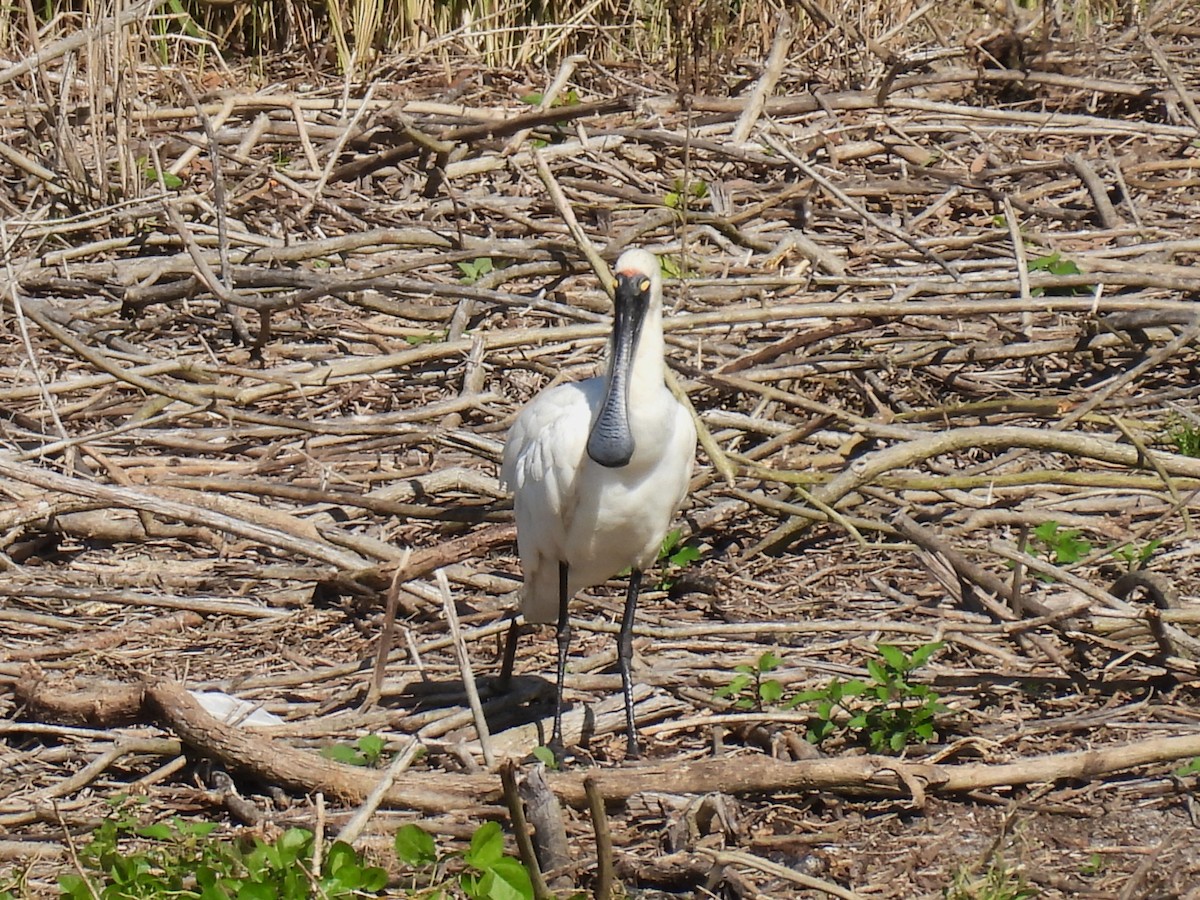 Royal Spoonbill - ML621399292