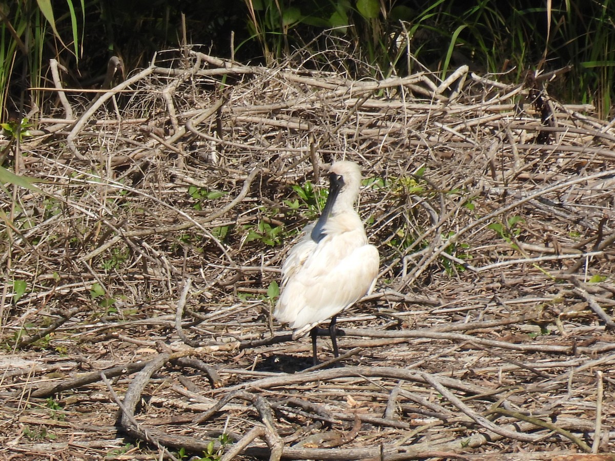 Royal Spoonbill - ML621399295