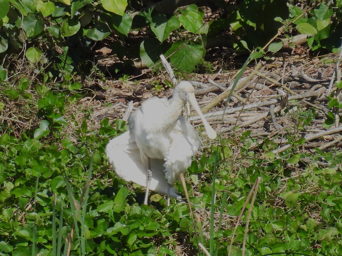 Yellow-billed Spoonbill - ML621399301