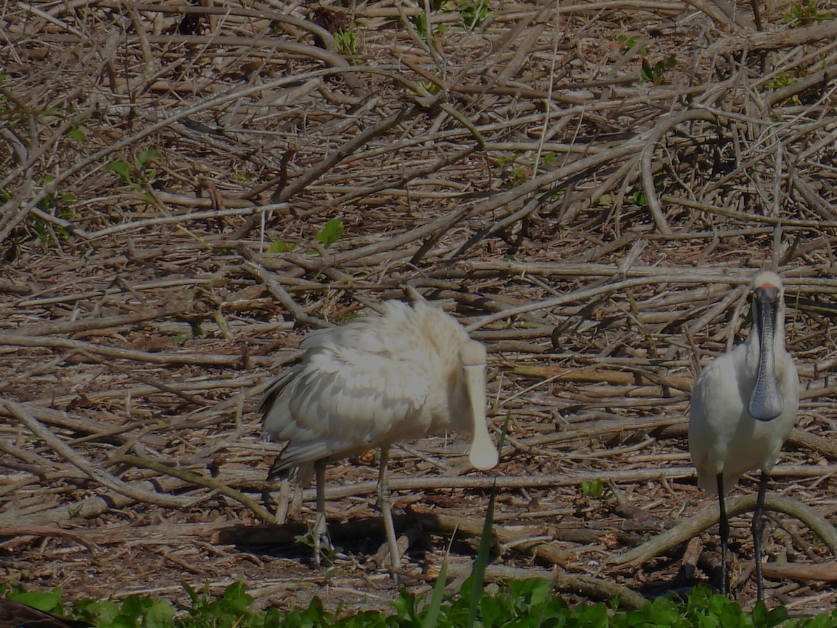 Yellow-billed Spoonbill - ML621399306