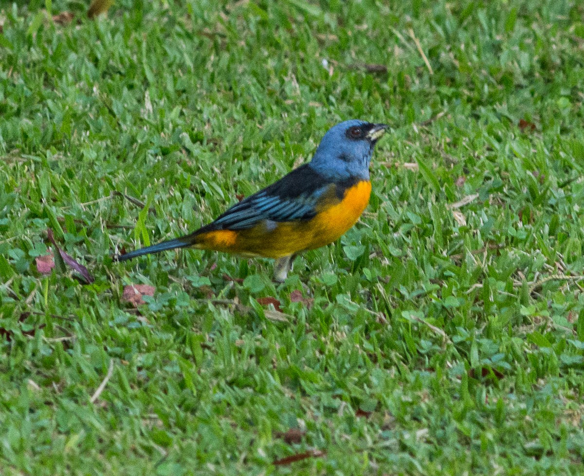 Blue-and-yellow Tanager - ML621399308