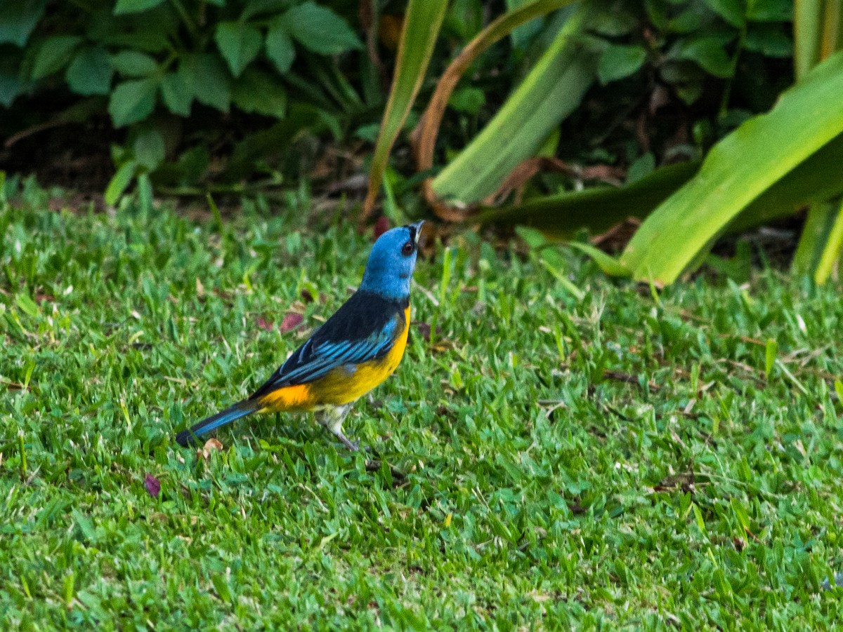 Blue-and-yellow Tanager - ML621399310