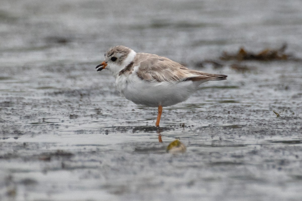 Piping Plover - ML621399338