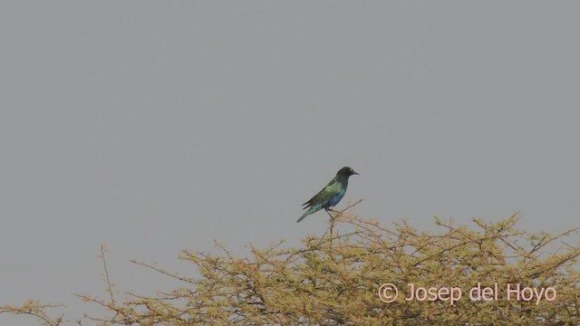 Greater Blue-eared Starling - ML621399364