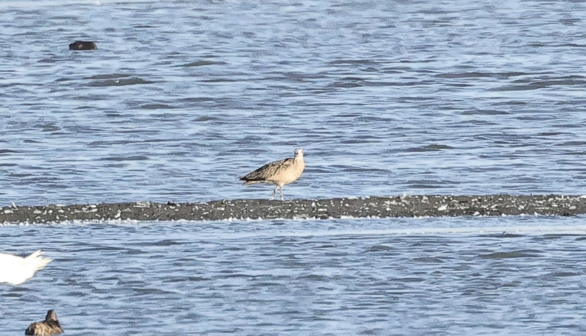Long-billed Curlew - ML621399416